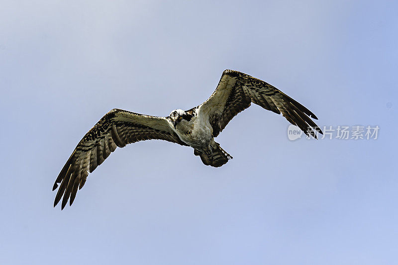 鱼鹰飞行，福特德索托县公园，Tierra Verde，佛罗里达州。Pandion haliaetus。